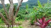 新北市淡水區竹圍超美農地農地 新北市淡水區竹圍超美農地農地